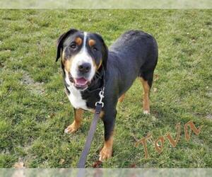 Greater Swiss Mountain Dog Dogs for adoption in Chambersburg, PA, USA