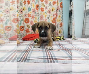 Australian Shepherd-Unknown Mix Dogs for adoption in Chico, CA, USA