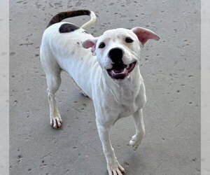 Mutt Dogs for adoption in Bakersfield, CA, USA