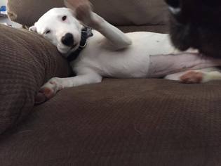 Labrador Retriever-Unknown Mix Dogs for adoption in Springville, NY, USA