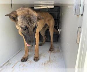Mutt Dogs for adoption in Houston, TX, USA
