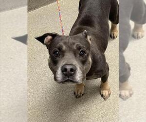 Staffordshire Bull Terrier-Unknown Mix Dogs for adoption in Las Vegas, NV, USA