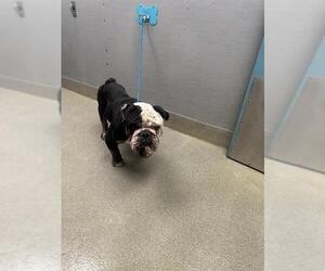 Bulldog-Unknown Mix Dogs for adoption in Las Vegas, NV, USA