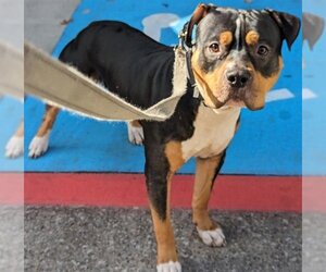 Rottweiler-American Pit Bull Terrier Dogs for adoption in Houston, TX, USA