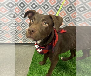 Labrador Retriever-Unknown Mix Dogs for adoption in Euless, TX, USA