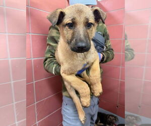 German Shepherd Dog Dogs for adoption in Lakewood, CO, USA