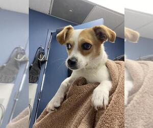 Mutt Dogs for adoption in Santa Cruz, CA, USA