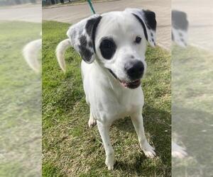 Labrador Retriever-Unknown Mix Dogs for adoption in Pasadena, TX, USA