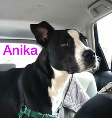 American Staffordshire Terrier-Border Collie Mix Dogs for adoption in Littleton, CO, USA