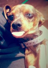 Dachshund Dogs for adoption in Midland, TX, USA