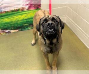 Mastiff Dogs for adoption in Moreno Valley, CA, USA