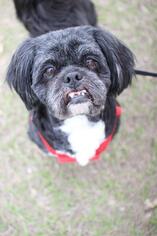Shih Tzu Dogs for adoption in Tallahassee, FL, USA