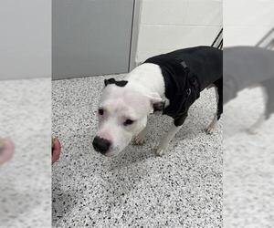 American Pit Bull Terrier Dogs for adoption in Canfield, OH, USA