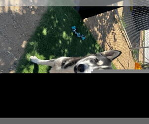 Siberian Husky Dogs for adoption in HESPERIA, CA, USA