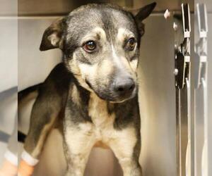 German Shepherd Dog-Unknown Mix Dogs for adoption in San Antonio, TX, USA