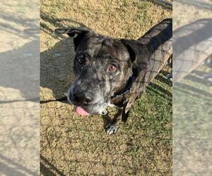 American Water Spaniel-Labrador Retriever Mix Dogs for adoption in Corpus Christi, TX, USA