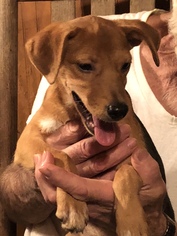 Beagle Dogs for adoption in Waldron, AR, USA