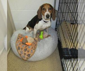 Treeing Walker Coonhound Dogs for adoption in York, SC, USA