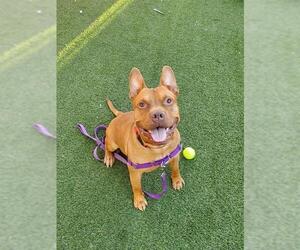 American Pit Bull Terrier-Unknown Mix Dogs for adoption in Las Vegas, NV, USA