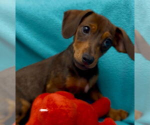 Dachshund-Unknown Mix Dogs for adoption in Weston, FL, USA
