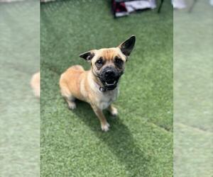 Chinese Shar-Pei-Unknown Mix Dogs for adoption in Chula Vista, CA, USA