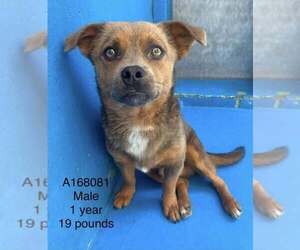 Dachshund-Unknown Mix Dogs for adoption in Calgary, Alberta, Canada