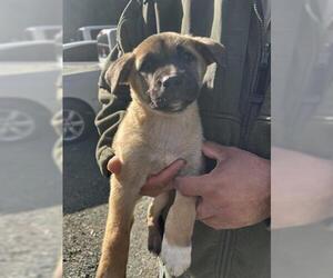 Medium Photo #1 German Shepherd Dog-Unknown Mix Puppy For Sale in San Martin, CA, USA