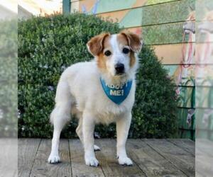 Jack Russell Terrier Dogs for adoption in Pacific Grove, CA, USA