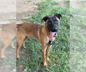 German Shepherd Dog-Unknown Mix Dogs for adoption in Riverside, CA, USA