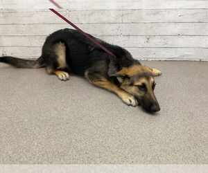 German Shepherd Dog Dogs for adoption in San Bernardino, CA, USA