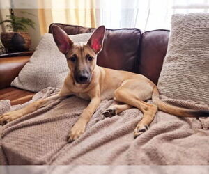 Mutt Dogs for adoption in Seattle, WA, USA