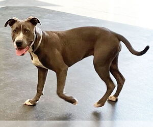 American Pit Bull Terrier Dogs for adoption in Pasadena, CA, USA