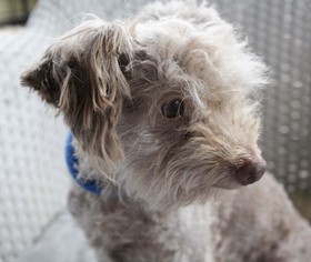 Small Poodle (Toy) Mix