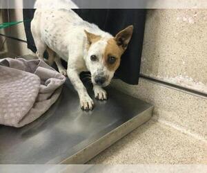 Mutt Dogs for adoption in Riverside, CA, USA