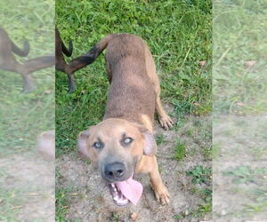 Labrador Retriever-Unknown Mix Dogs for adoption in Foristell, MO, USA