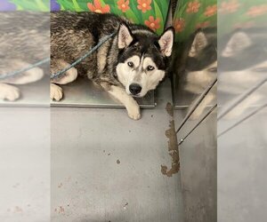 Alaskan Malamute Dogs for adoption in Waco, TX, USA