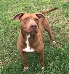 Small American Pit Bull Terrier-Labrador Retriever Mix