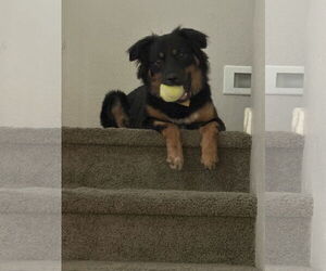 Samoyed-Unknown Mix Dogs for adoption in phoenix, AZ, USA