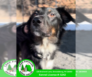 Australian Shepherd Dogs for adoption in Stroudsburg, PA, USA