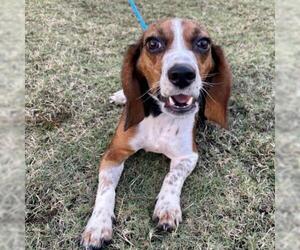 Beagle Dogs for adoption in Opelika, AL, USA