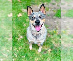 Texas Heeler Dogs for adoption in Riverside, CA, USA