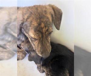 German Shepherd Dog-Unknown Mix Dogs for adoption in Houston, TX, USA