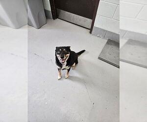 Australian Kelpie Dogs for adoption in Corpus Christi, TX, USA