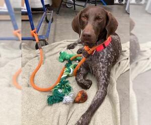 German Wirehaired Pointer Dogs for adoption in Santa Monica, CA, USA