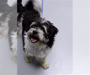 Shih Tzu Dogs for adoption in St. Cloud, FL, USA