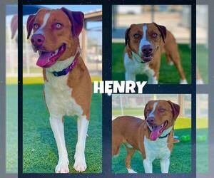 Labrador Retriever Dogs for adoption in Pearland, TX, USA