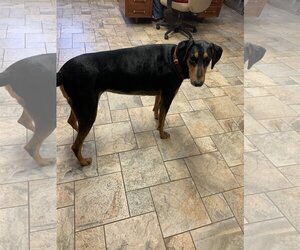 Doberman Pinscher Dogs for adoption in Devine, TX, USA