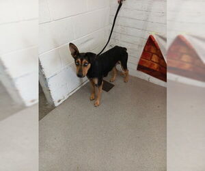 Doberman Pinscher Dogs for adoption in San Bernardino, CA, USA