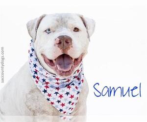 American Bulldog Dogs for adoption in Sacramento, CA, USA