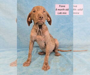 Labrador Retriever-Unknown Mix Dogs for adoption in Brewster, NY, USA